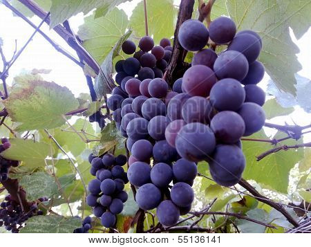 Grapes