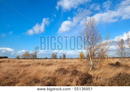 Autumn Weather Over Marshes With Birch Trees
