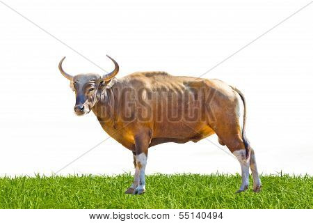 Banteng Or Red Bull