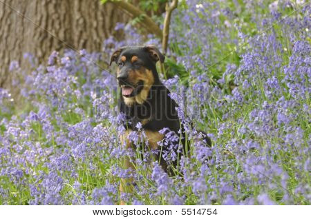 Hund i Bluebells