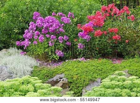 Garden With Red And Purple Phlox