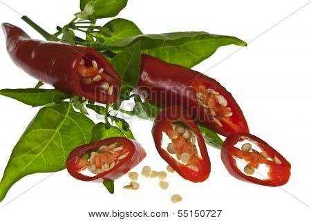 Red Chilli Peppers and Chilli Plant