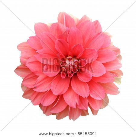 Chrysanthemum Dahlia
