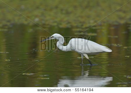 Little egret (egretta garzetta)