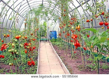Red Tomatoes Ripening In A Greenhouse