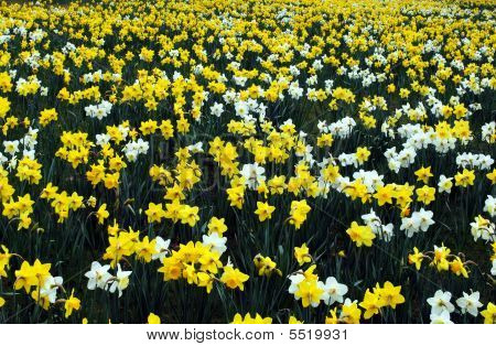 Narcis