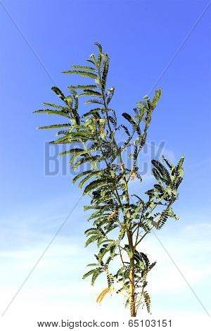 Agati or hummingbird tree on an isolated blue sky background