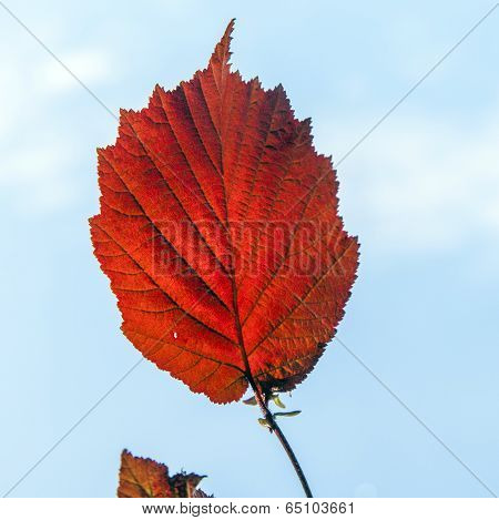 Detail Of Leaves In Harmonic Colors