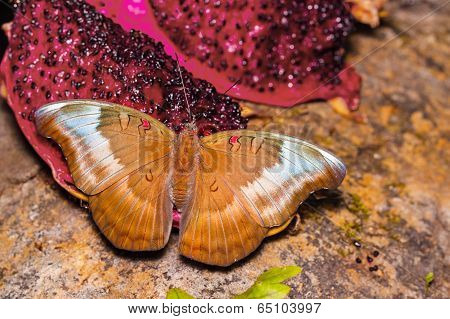 The Red Spot Duke Butterfly
