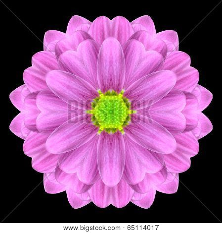 Pink Mandala Flower Kaleidoscope Isolated On Black