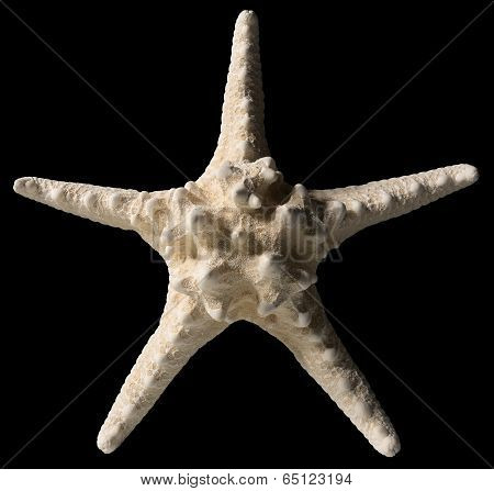 Starfish Isolated On Black Background