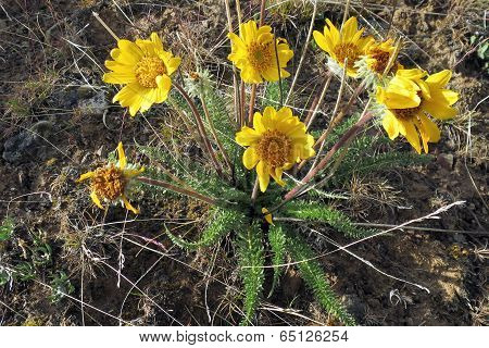 Desert Wildflower - Hooker's Balsamroot