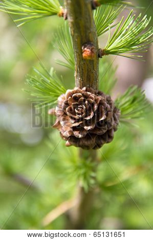 Branch Of Larch Tree With Cone