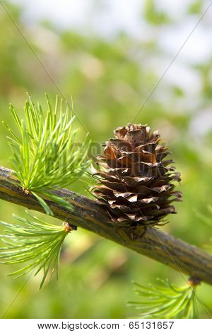 Branch Of Larch Tree With Cone