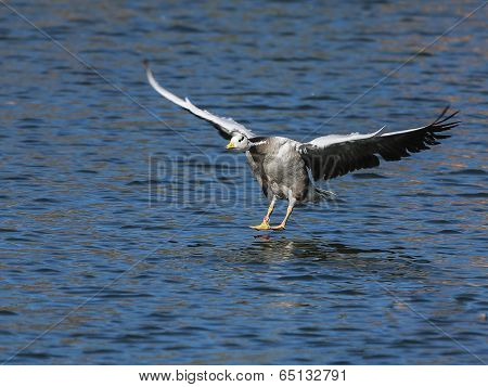 Bar-headed Goose
