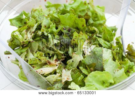the green lettuce with herbs and the sauce vinaigrette