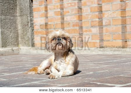 Hund in San marino