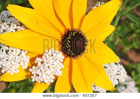 Rubeckia- & -Schafgarbe