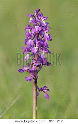 Tyndakset Gøgeurt - Orchis mascula