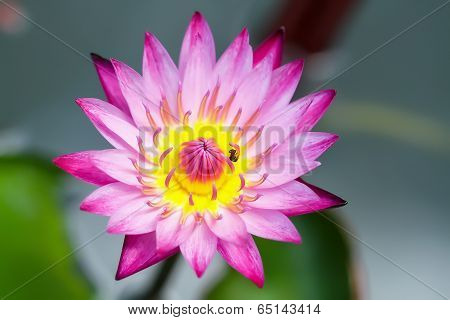Purple lotus