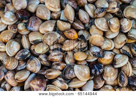 Clams In The Market