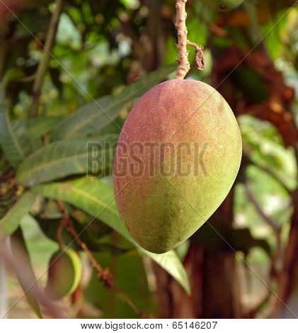 Large Mango Fruit On Tree
