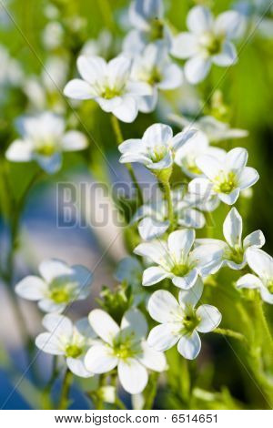Molti fiori bianchi di Sassifraga In ora legale estiva