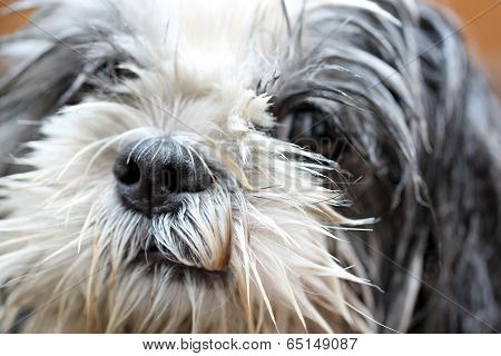 Face Of Dog Taking A Shower.