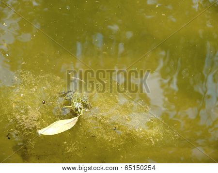Frog