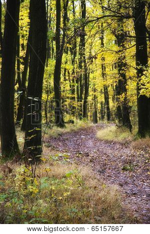 Pathway In The Fall