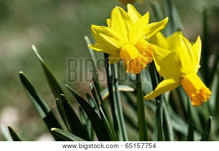 Spring Daffodils