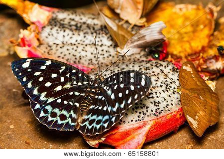 Female Of Common Aarchduke Butterfly On Fruit