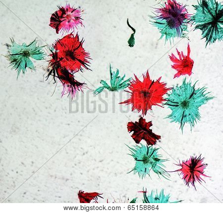 Apple Micrograph