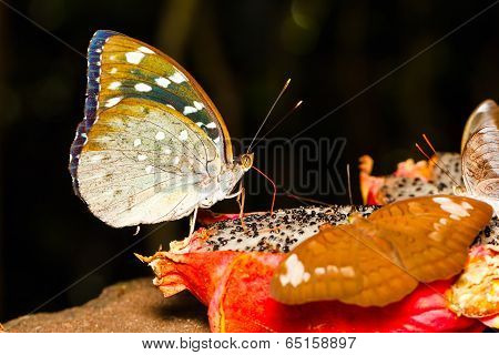 Female Of Aarchduke Butterfly On Fruit