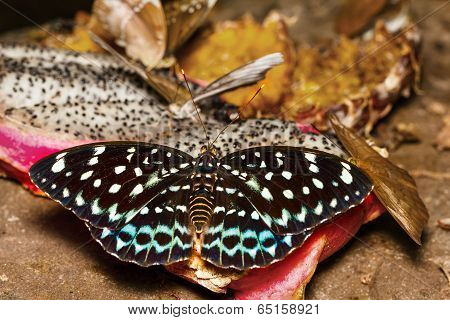 Female Of Common Aarchduke Butterfly On Fruit