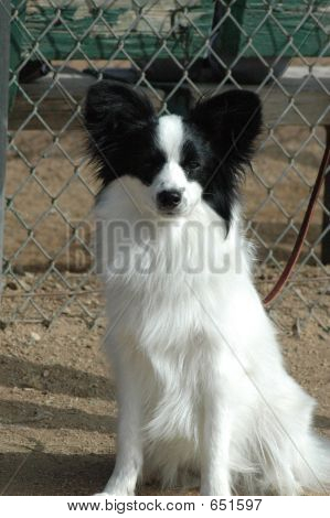 Lindo cão