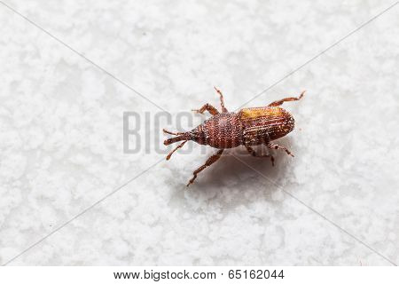 Rice Weevil