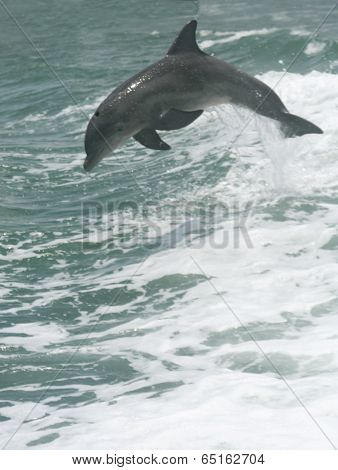 Dolphins Playing