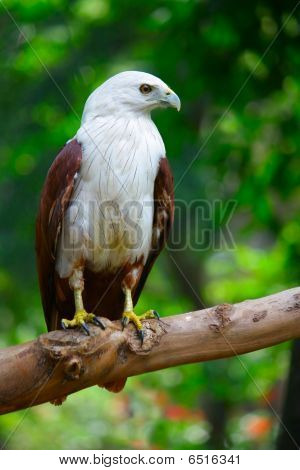 Aquila