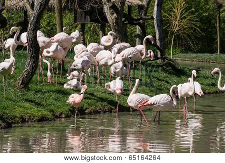 Group Of Greater Flamingos (phoenicopterus Ruber Roseus)