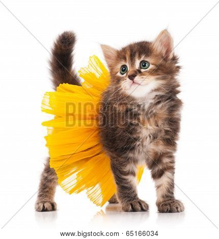Cute Kitten
