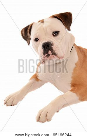Old English Bulldog Portrait