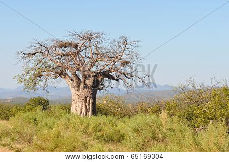 Baobab Tree