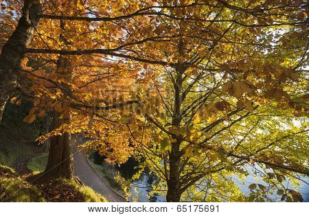 Autumn colors, looking through the backlit trees.