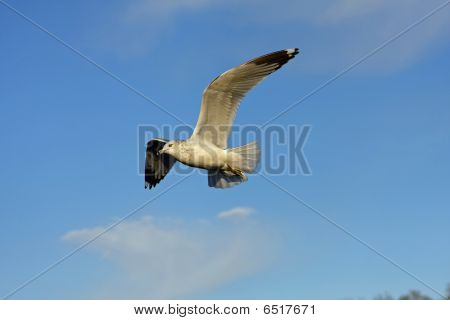 Ring-billed måge