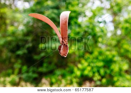 Dipterocapus Alatus