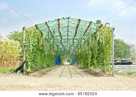 Greenhouse
