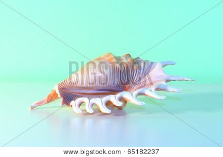 Conch Shell