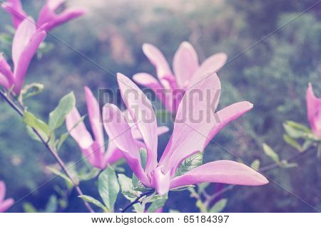 Pink magnolia flower