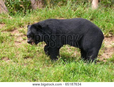 Asiatic Black Bear